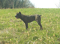 italian cane corso 